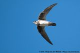 Alpine Swift<br><i>Tachymarptis melba marjoriae</i>