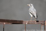 Groundscraper Thrush<br><i>Turdus litsitsirupa litsitsirupa</i>