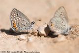 Grass Jewel<br><i>Freyeria trochylus</i>