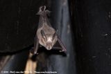 Egyptian Slit-Faced Bat<br><i>Nycteris thebaica</i>
