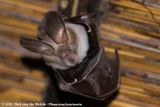 Egyptian Slit-Faced Bat<br><i>Nycteris thebaica</i>