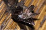 Egyptian Slit-Faced Bat<br><i>Nycteris thebaica</i>