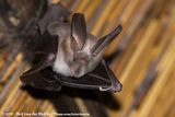 Egyptian Slit-Faced Bat<br><i>Nycteris thebaica</i>
