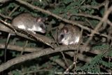 Black-Tailed Tree Rat<br><i>Thallomys nigricauda</i>