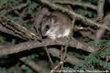 Black-Tailed Tree Rat<br><i>Thallomys nigricauda</i>