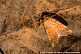 Barred Sallow<br><i>Tiliacea aurago</i>