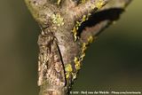 Green-Brindled Crescent<br><i>Allophyes oxyacanthae</i>