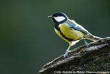 Great Tit<br><i>Parus major major</i>