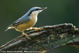 Eurasian Nuthatch<br><i>Sitta europaea caesia</i>