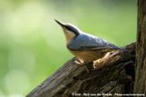 Eurasian Nuthatch<br><i>Sitta europaea caesia</i>