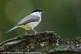 Marsh Tit<br><i>Poecile palustris palustris</i>