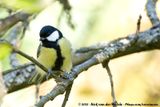 Great Tit<br><i>Parus major major</i>