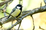 Great Tit<br><i>Parus major major</i>