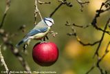 Eurasian Blue Tit<br><i>Cyanistes caeruleus caeruleus</i>