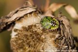 Southern Green Stink Bug<br><i>Nezara viridula</i>
