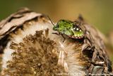 Southern Green Stink Bug<br><i>Nezara viridula</i>