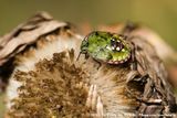 Southern Green Stink Bug<br><i>Nezara viridula</i>