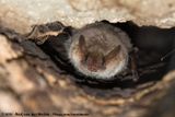 Greater Mouse-Eared Bat<br><i>Myotis myotis myotis</i>