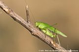 Southern Sickle Bush-Cricket<br><i>Phaneroptera nana</i>