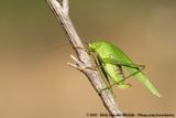 Southern Sickle Bush-Cricket<br><i>Phaneroptera nana</i>