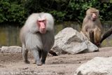 Hamadryas Baboon<br><i>Papio hamadryas</i>