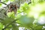 Tawny Owl<br><i>Strix aluco aluco</i>