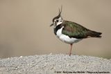 Northern Lapwing<Br><i>Vanellus vanellus</i>
