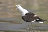 Kelp Gull<br><i>Larus dominicanus dominicanus</i>