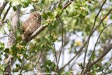 Austral Pygmy Owl<br><i>Glaucidium nana</i>