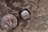 Damara Horseshoe Bat<br><i>Rhinolophus damarensis</i>