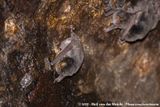 Natal Long-Fingered Bat<Br><i>Miniopterus natalensis</i>