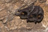 Natal Long-Fingered Bat<Br><i>Miniopterus natalensis</i>
