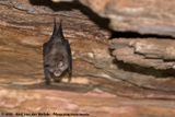Dents Horseshoe Bat<Br><i>Rhinolophus denti denti</i>