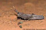 Giant Rain Locust<br><i>Lamarckiana cucullata</i>
