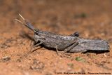 Giant Rain Locust<br><i>Lamarckiana cucullata</i>