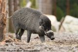 Visayan Warty Pig<br><i>Sus cebifrons negrinus</i>