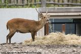 Hog Deer<br><i>Axis porcinus porcinus</i>