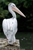 Pink-Backed Pelican<br><i>Pelecanus rufescens</i>