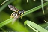 Large Wasp Hoverfly<br><i>Chrysotoxum cautum</i>