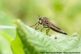 Brown Heath Robberfly<br><i>Tolmerus cingulatus</i>