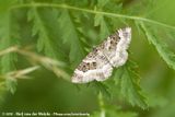 Common Carpet<br><i>Epirrhoe alternata alternata</i>