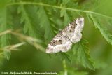 Common Carpet<br><i>Epirrhoe alternata alternata</i>