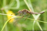 Scarlet Darter<br><i>Crocothemis erythraea</i>