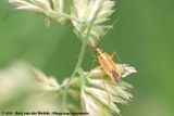 Two-Spotted Grass Bug<br><i>Stenotus binotatus</i>