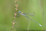 Common Spreadwing<br><i>Lestes sponsa</i>