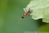 Red-Barbed Ant<br><i>Formica rufibarbis</i>