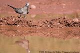 Namaqua Dove<br><i>Oena capensis capensis</i>
