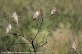 Red-Headed Finch<br><i>Amadina erythrocephala</i>