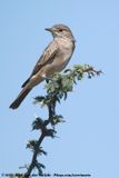 Chat Flycatcher<br><i>Agricola infuscatus namaquensis</i>