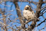 White-Browed Sparrow-Weaver<br><i>Plocepasser mahali ssp.</i>